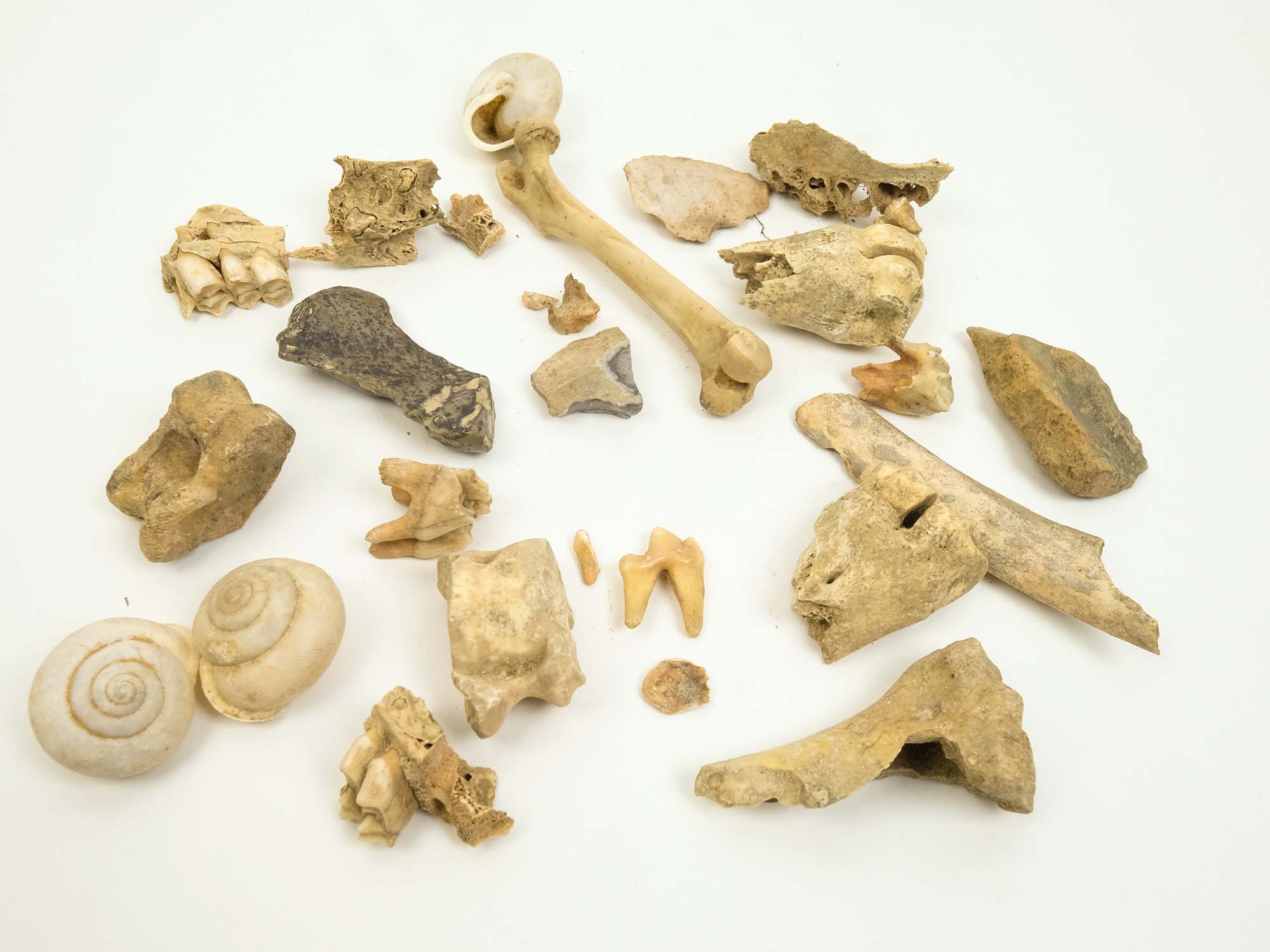 One Lot of Assorted Bones & Teeth: Gallery Item 