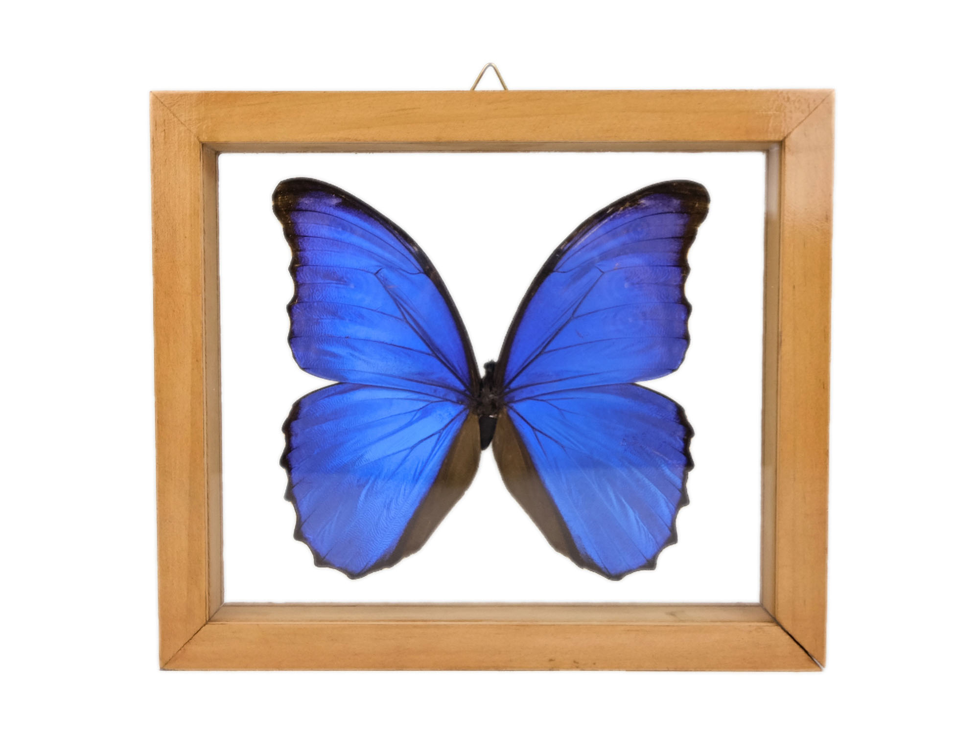 Framed Butterfly: Blue Morpho: Gallery Item 