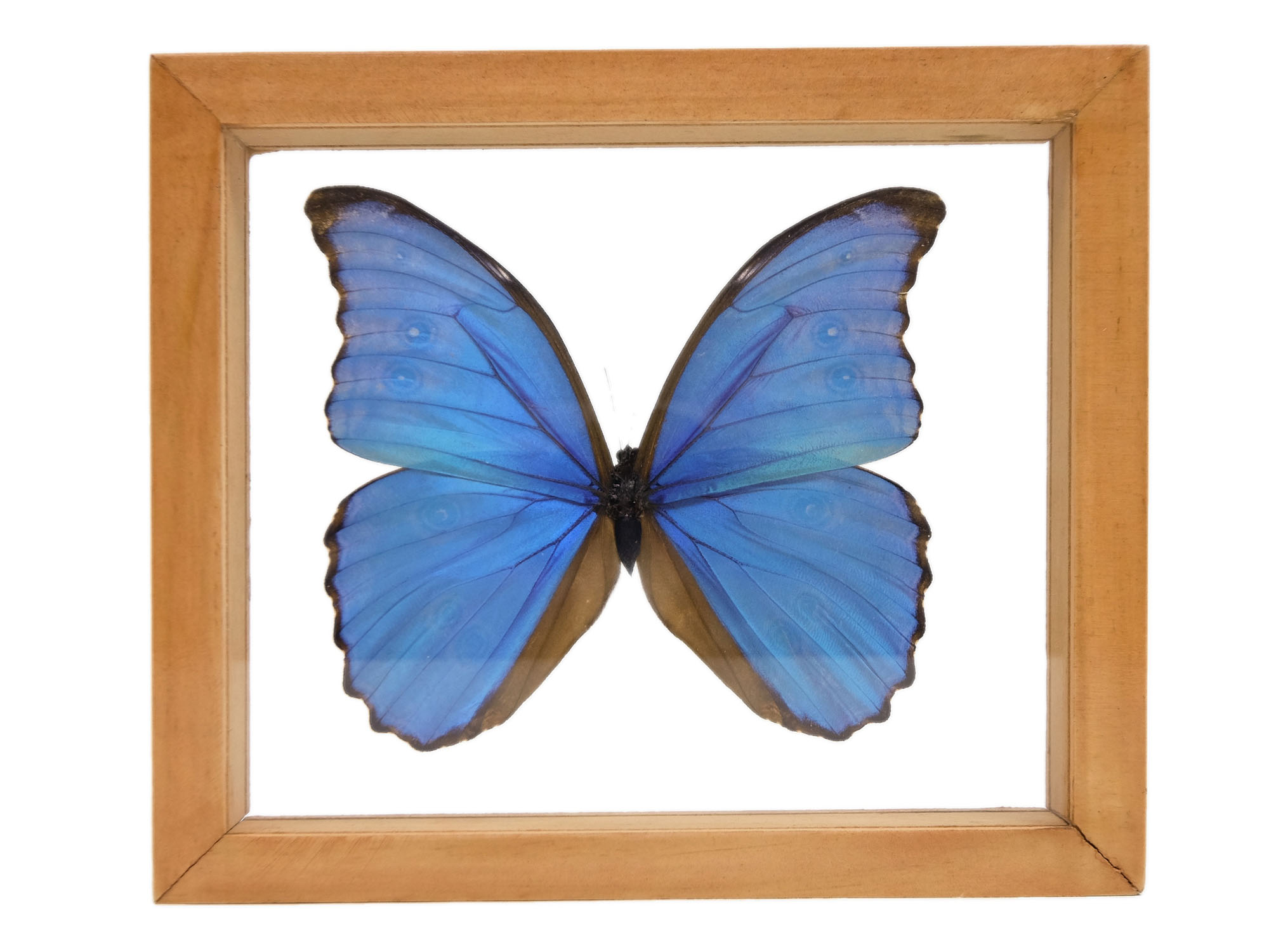Framed Butterfly: Blue Morpho: Gallery Item 