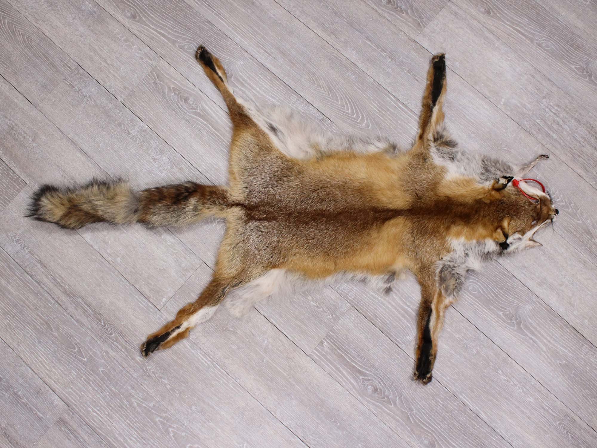 Red Fox Skin with Feet: Gallery Item 