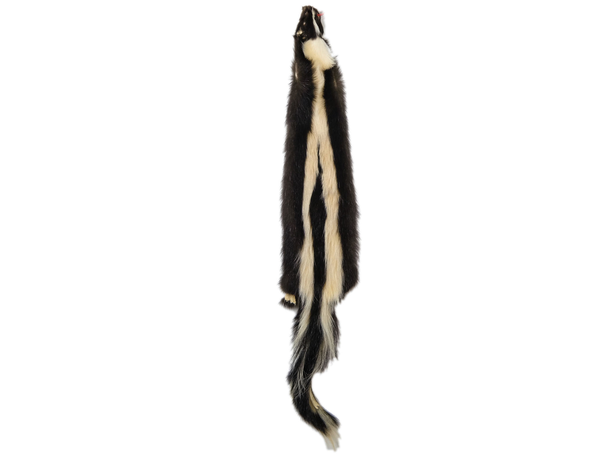 Skunk Skin: Gallery Item skunk hides, skunk pelts, skunk furs