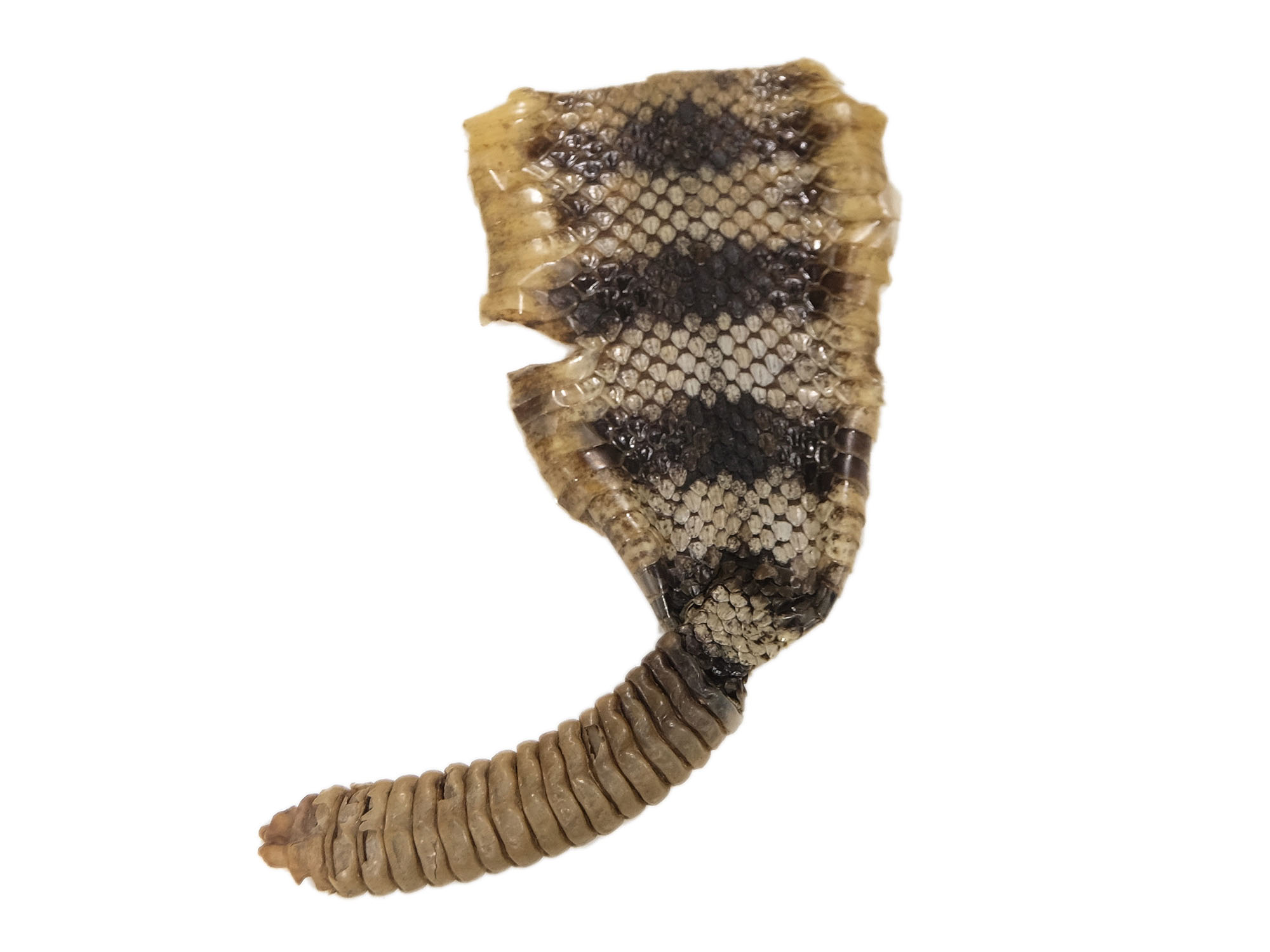 Trophy Grade Real Rattlesnake Rattle and Skin Piece: Gallery Item 