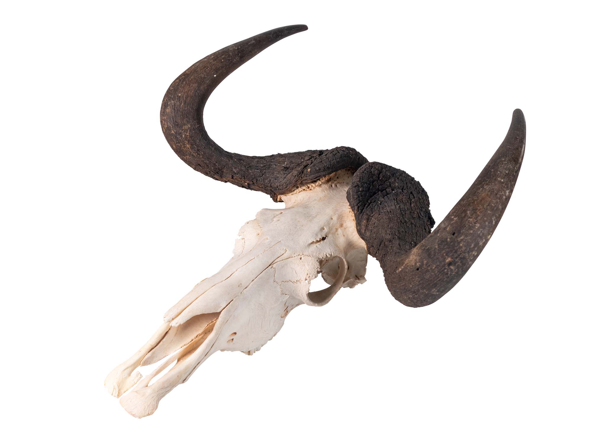 Male Black Wildebeest Skull: Gallery Item 