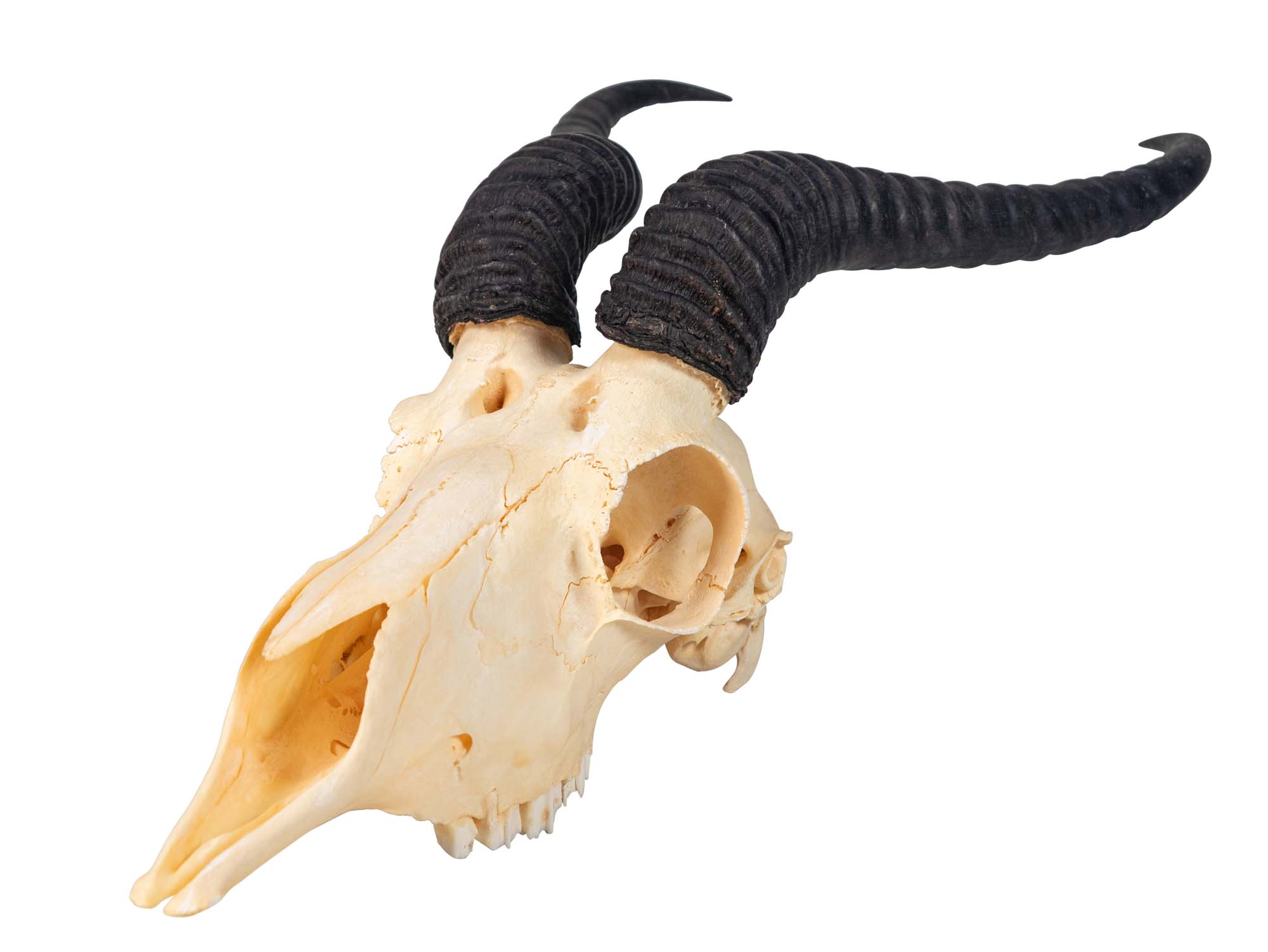 Male Springbok Skull: Gallery Item 