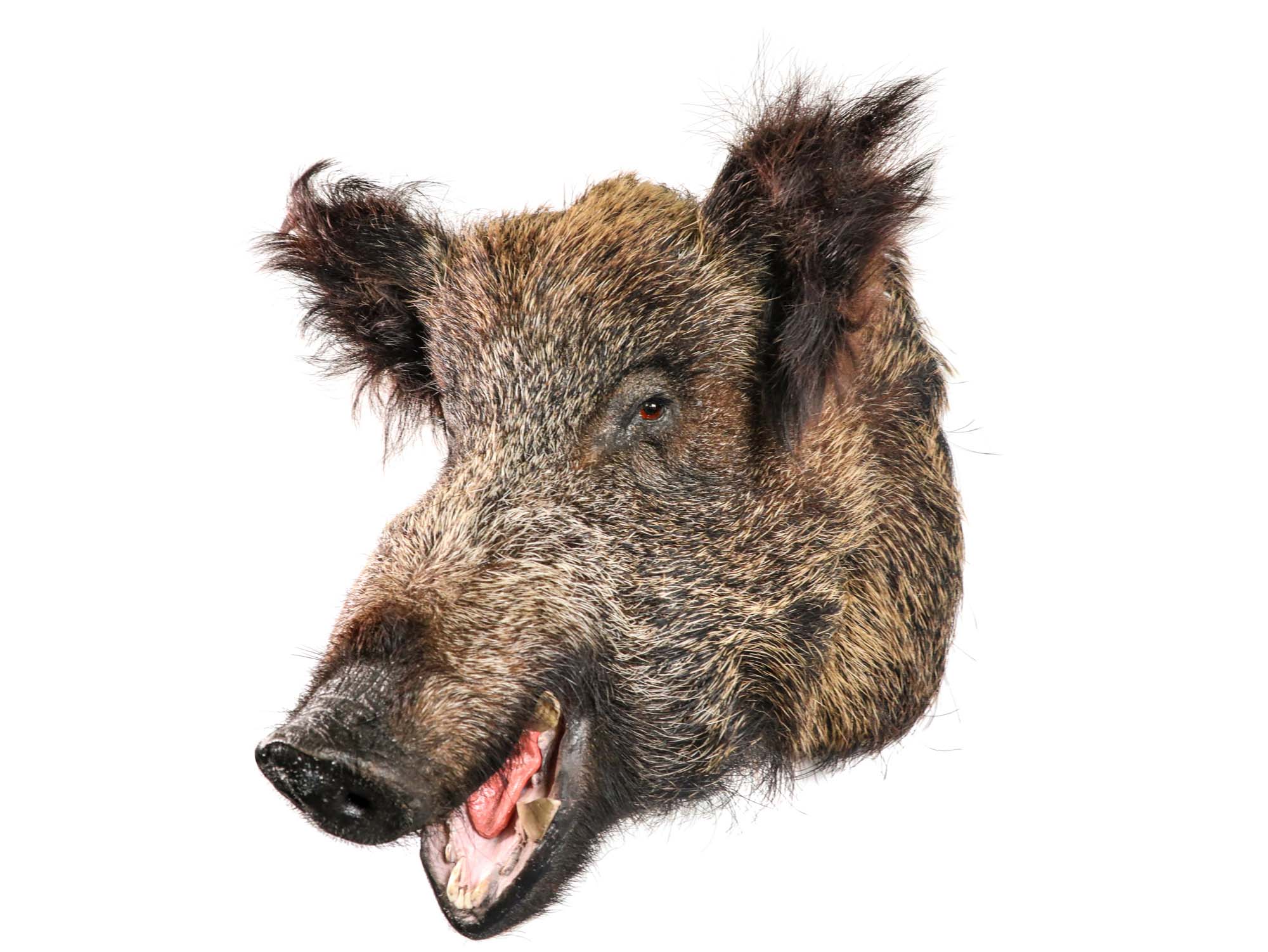 Mounted Wild Boar Head: Small: Gallery Item 