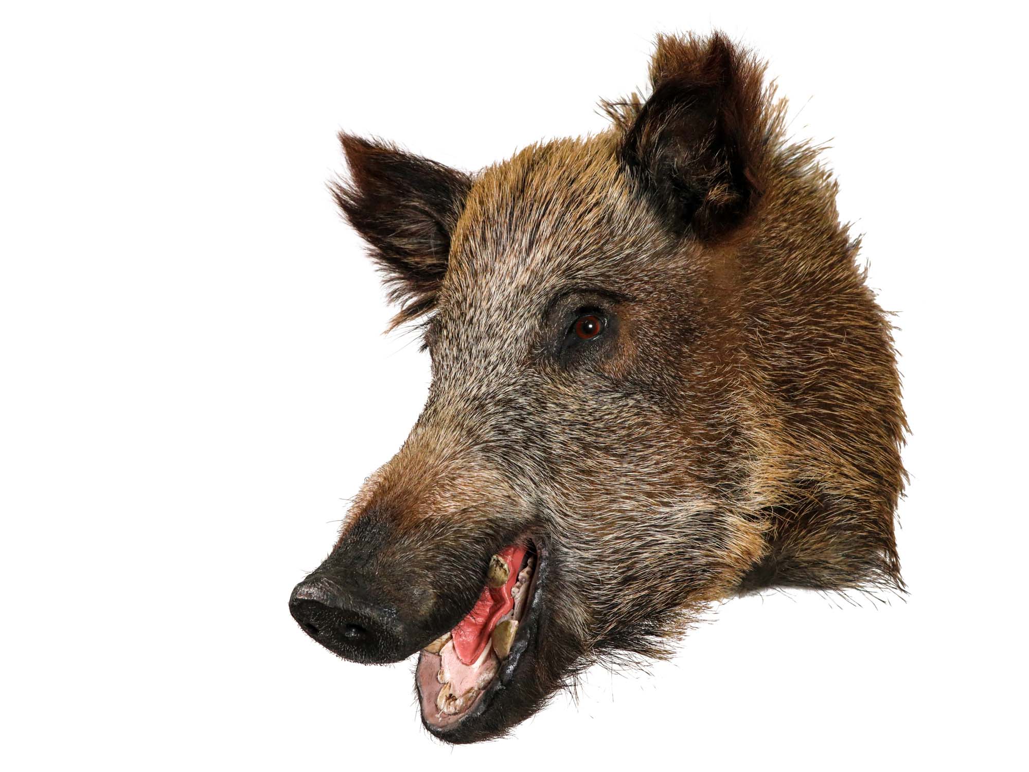 Mounted Wild Boar Head: Small: Gallery Item 