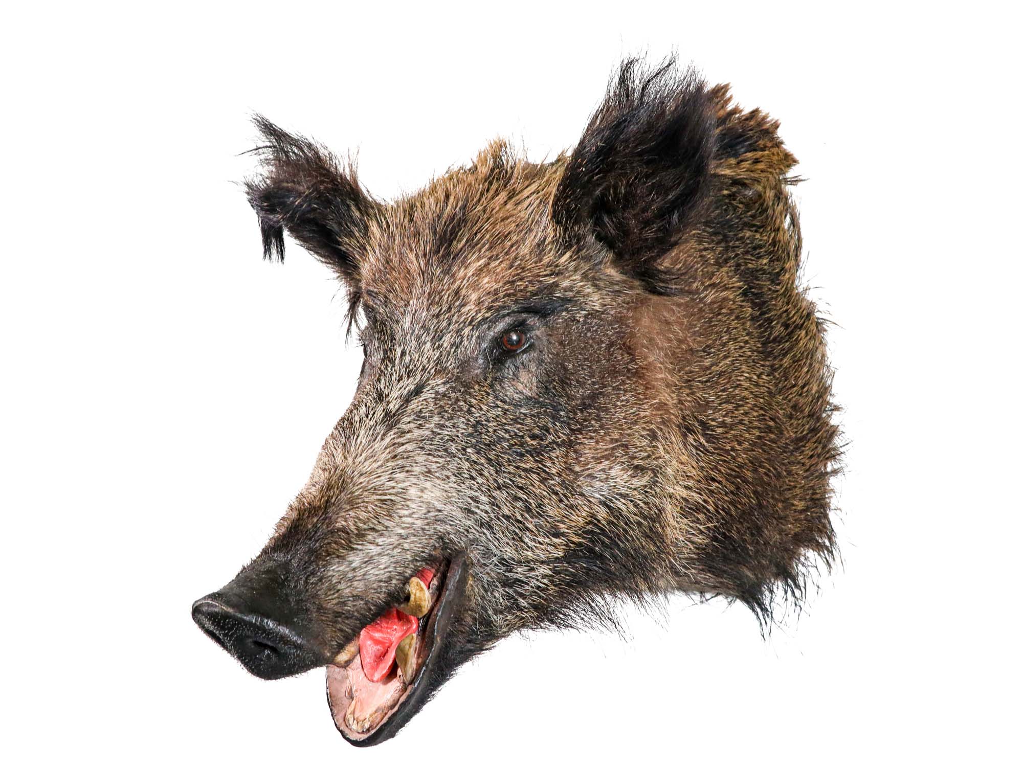 Mounted Wild Boar Head: Large: Gallery Item 