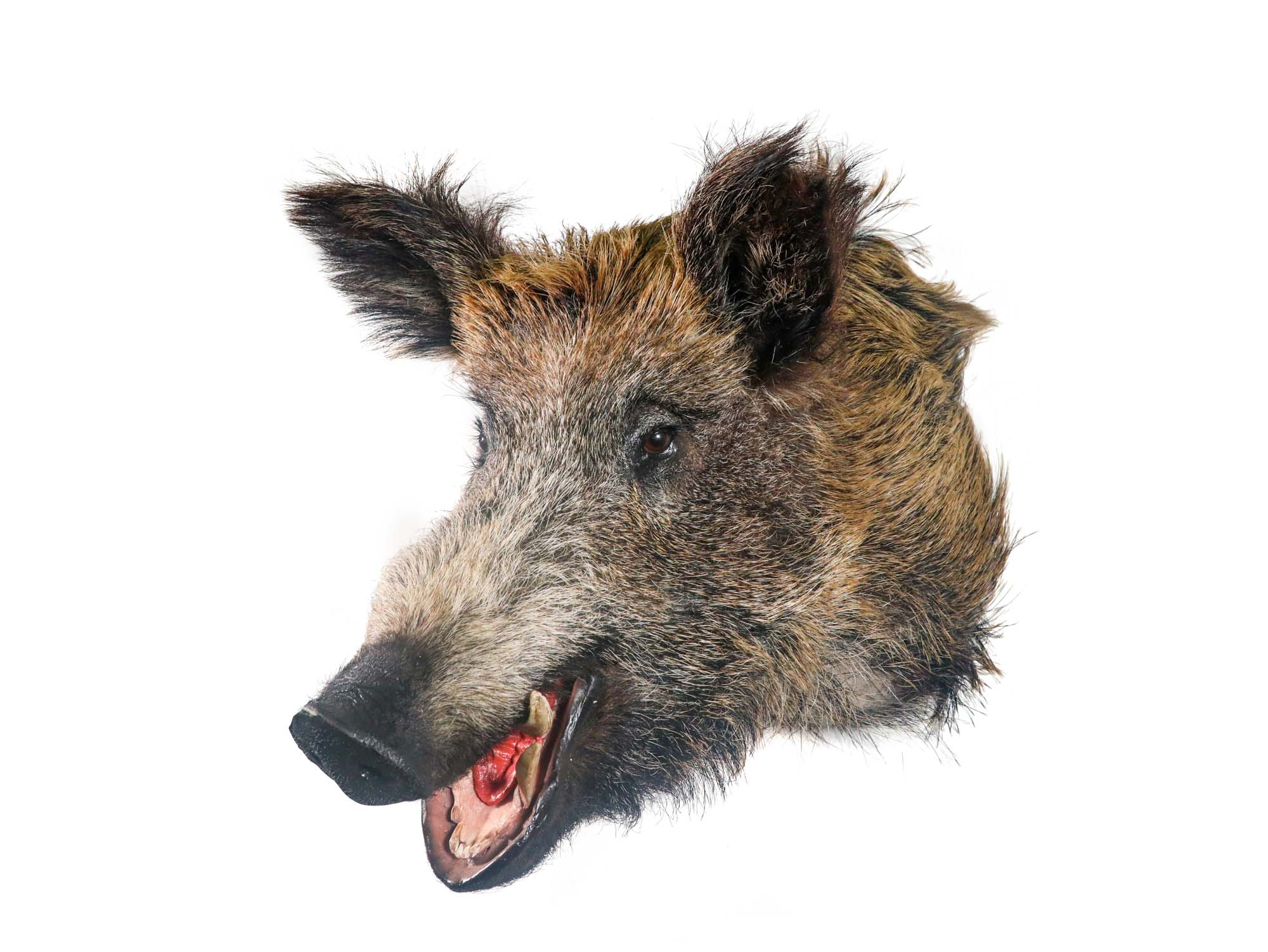 Mounted Wild Boar Head: Large: Gallery Item 