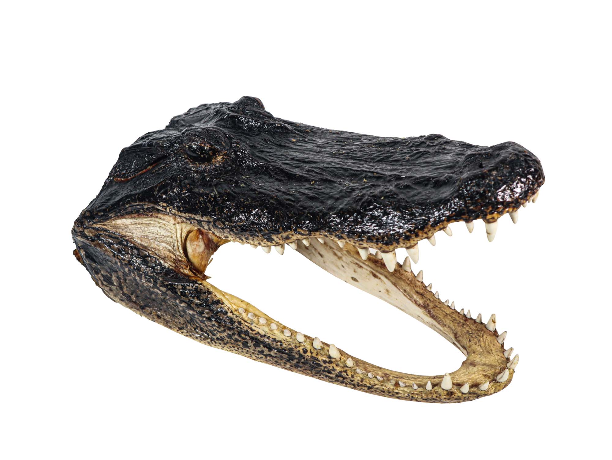Alligator Head: 15-16" Gallery Item 