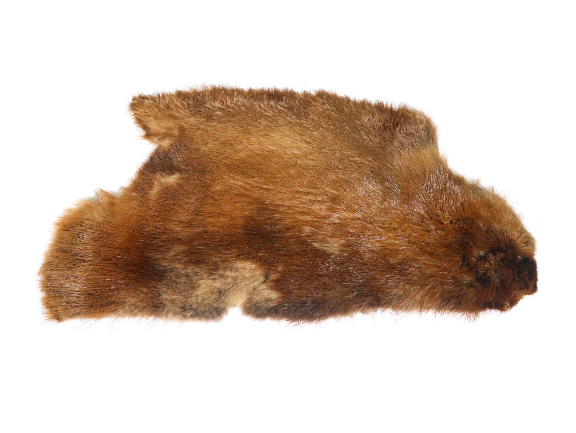 Partial Beaver Skin: Bleached: Gallery Item 