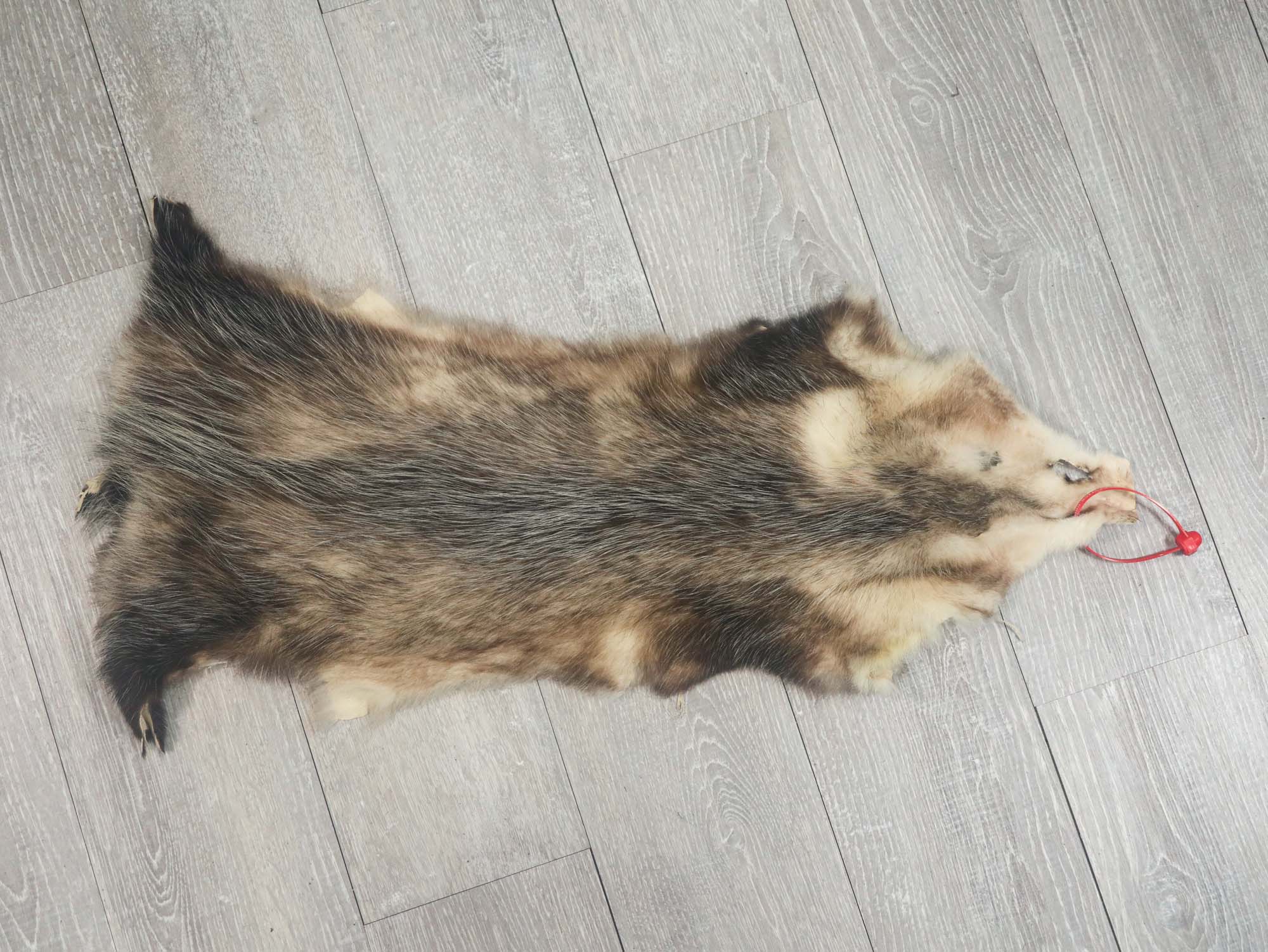 Longer North American Opossum Skin: Gallery Item 