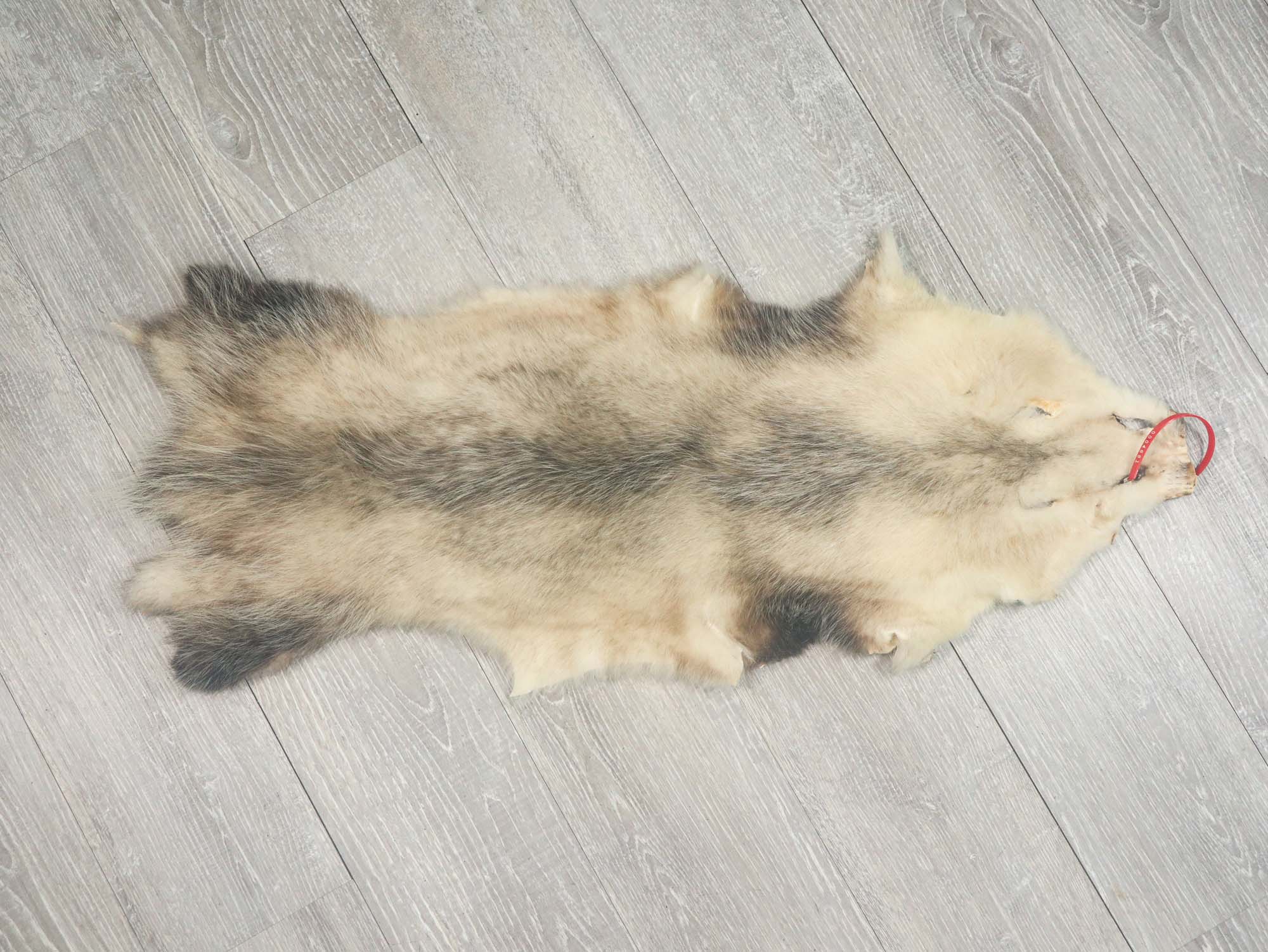 Big North American Opossum Skin: Gallery Item 