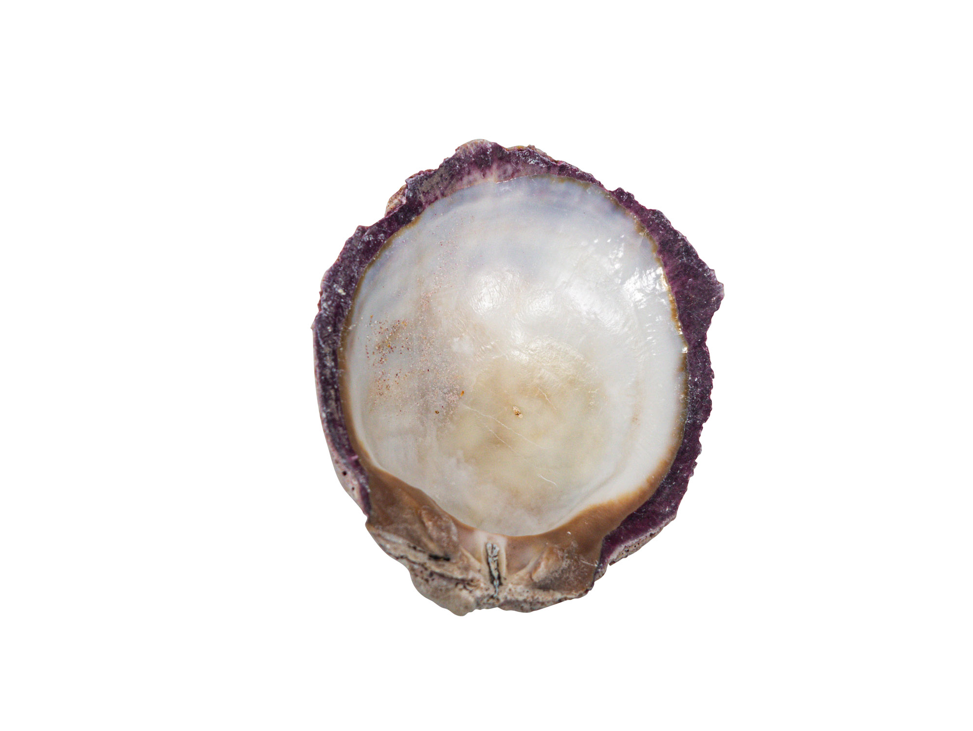 Spiny Oyster Shell: Purple #2: Gallery Item - 1086-22-G4993 (8UQ3)