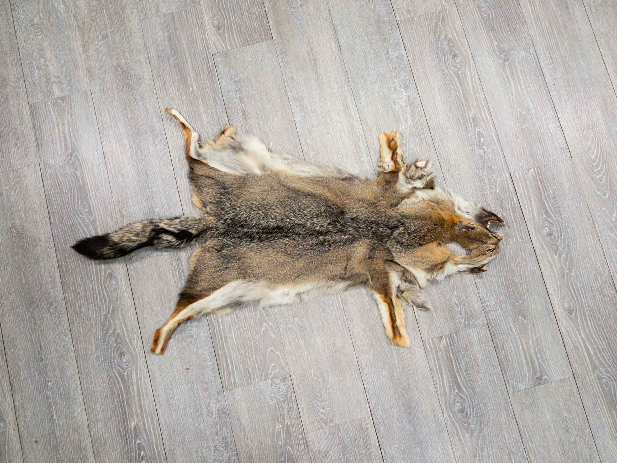 Argentine Gray Fox Skin: Gallery Item 
