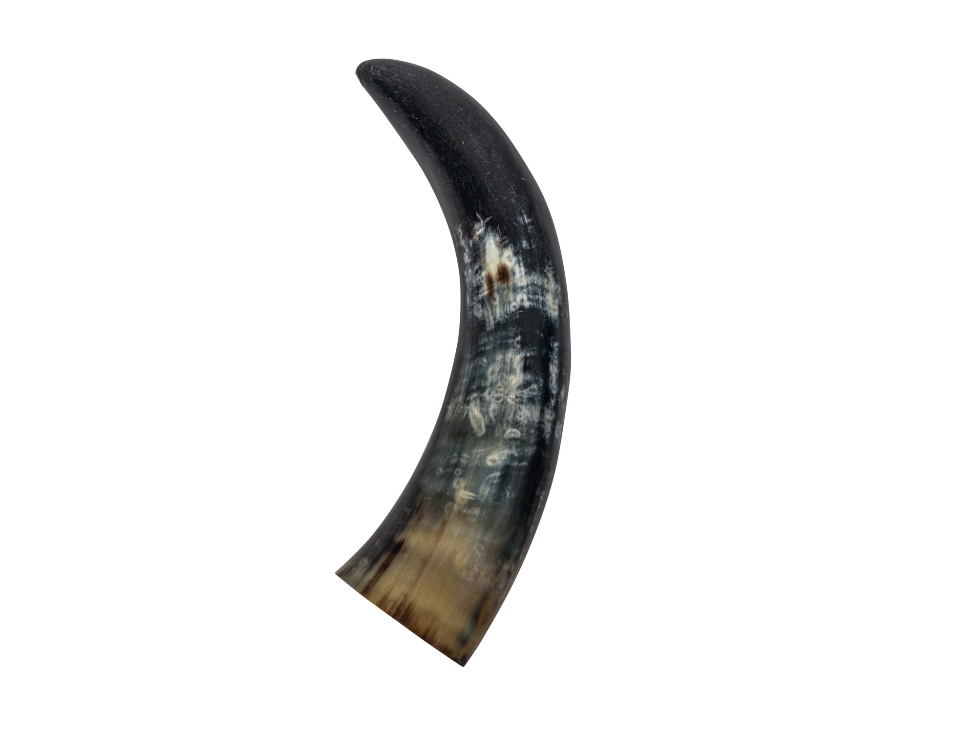 Polished Steer Horn: 11.75": Gallery Item 