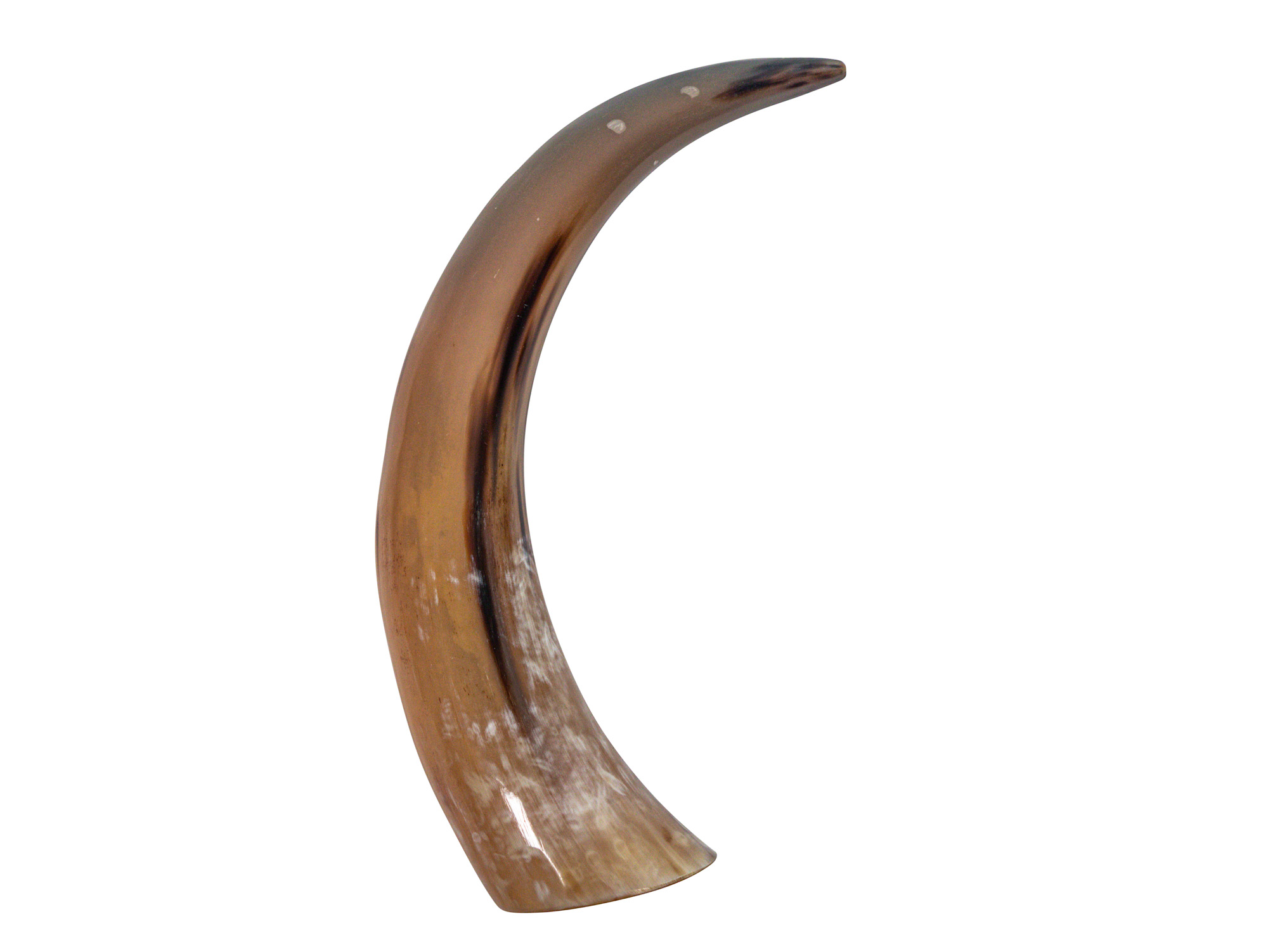 Polished Steer Horn: 15.75": Gallery Item  