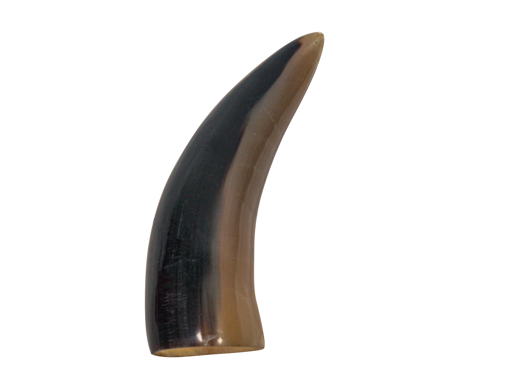 Polished Steer Horn: 6.5": Gallery Item 