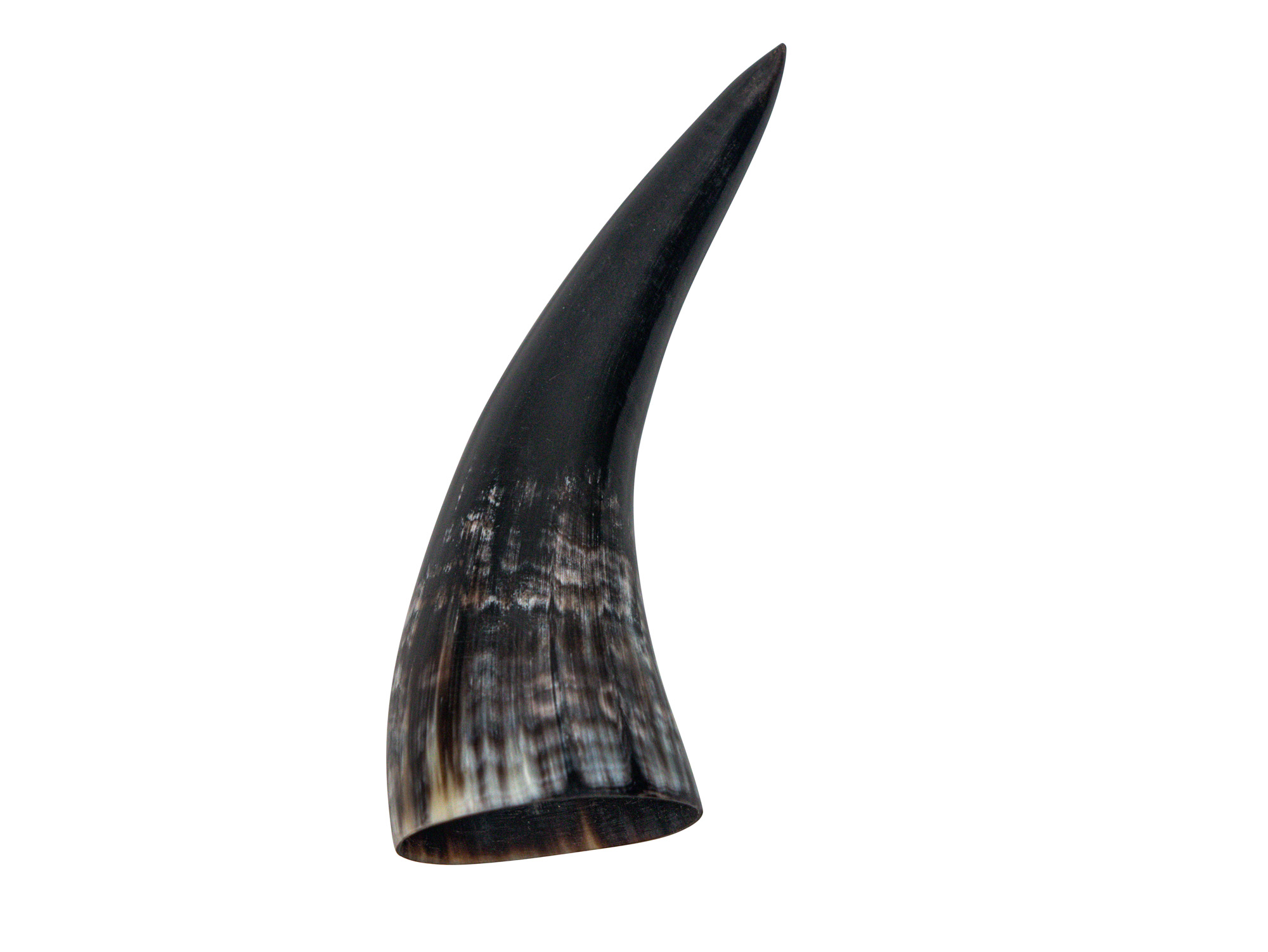 Polished Steer Horn: 7.25": Gallery Item  