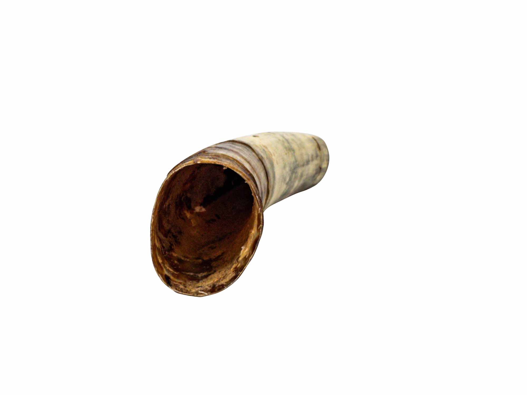 Weathered Steer Horn: #3: Gallery Item - 306-W-3-G6040 (K12)