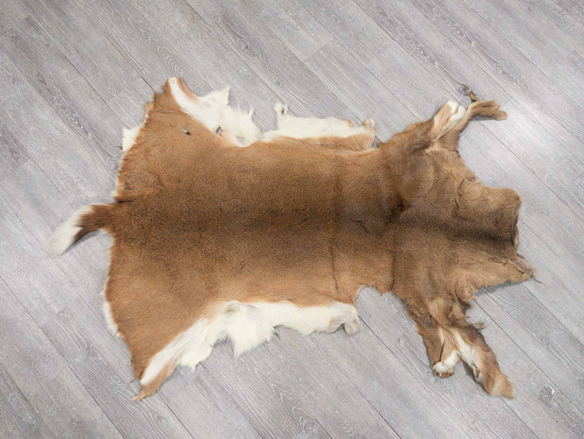 White Tail Deer Hide: #1: Gallery Item 