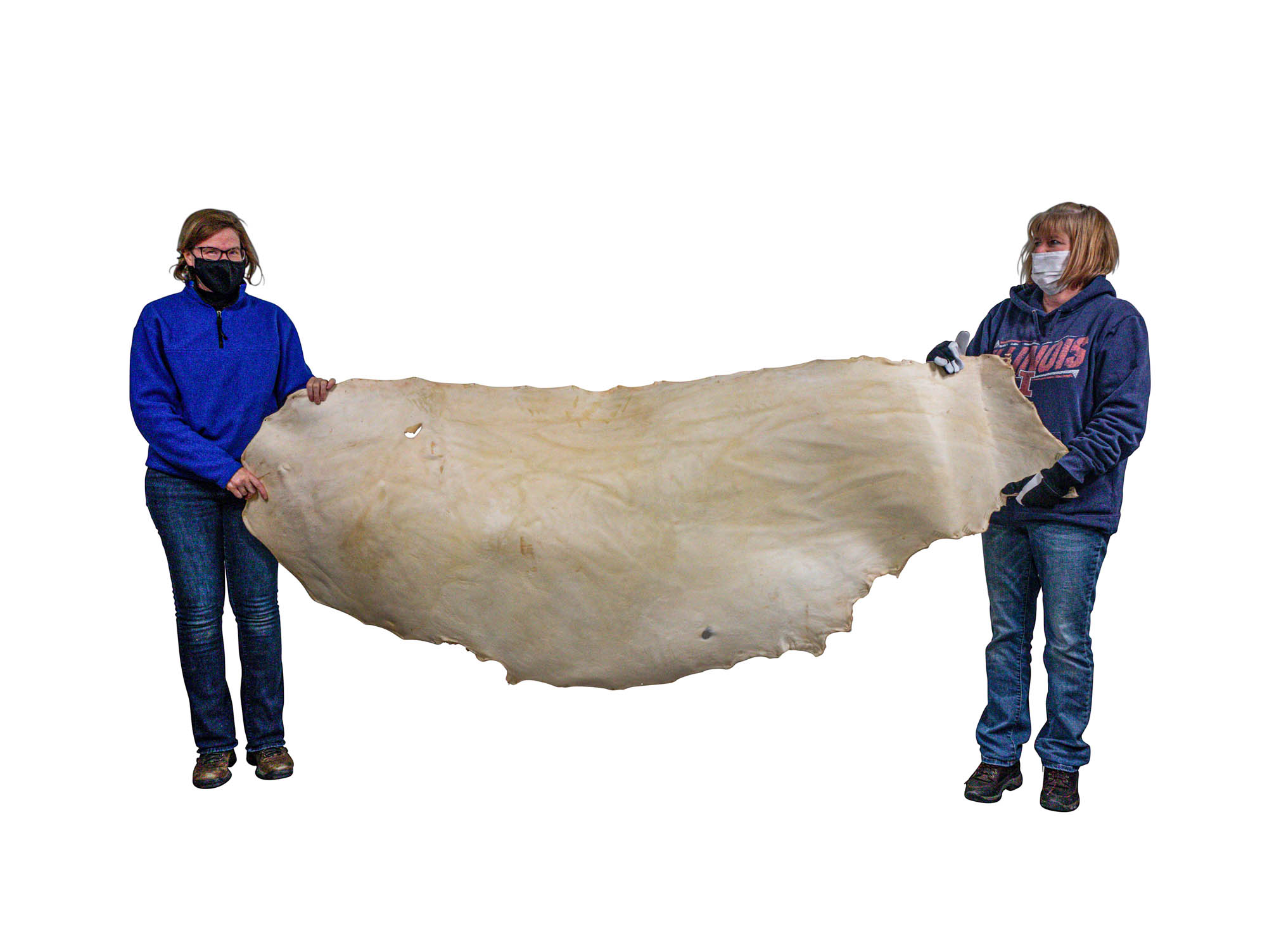 Thick Cow Rawhide: Side: Bleached: Gallery Item 