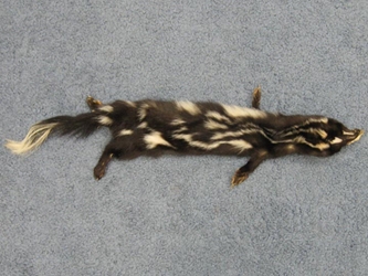 Spotted Skunk Skin with Feet spotted skunk hides, spotted skunk pelts, spotted skunk furs