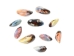 Blue Wing Mussel Shell - 1011-20 (Y2KC06)
