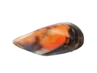 Blue Wing Mussel Shell 