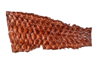 Parrot Fish Skin: 5": Brown 