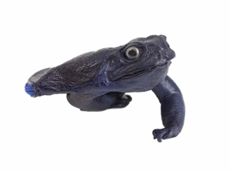 Dyed Cane Toad Coin Pouch: Medium/Large: Royal Blue 