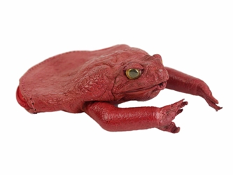 Dyed Cane Toad Coin Pouch: Medium/Large: Red change pouch, change purse, coin pouch, coin purse