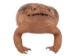 Lucky Cane Toad: Large - 1019-30L-NA (Y2IC06)
