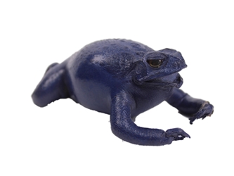 Lucky Cane Toad: Small: Dark Blue 