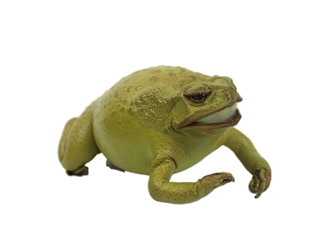 Lucky Cane Toad: Small: Lime Green 