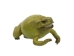 Lucky Cane Toad: Small: Lime Green - 1019-30S-LG (Y3JRK)