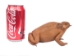 Lucky Cane Toad: Large with coin - 1019-31L-NA (Y2IC08)