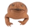 Lucky Cane Toad: Large with coin - 1019-31L-NA (Y2IC08)