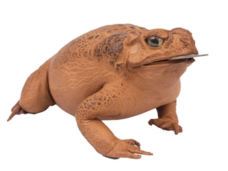 Lucky Cane Toad: Large with coin 