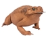 Lucky Cane Toad: Large with coin - 1019-31L-NA (C15)
