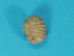 Brachiopod Fossil: Spirifer - 1021-03 (Y2IC09)