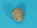 Brachiopod Fossil: Spirifer - 1021-03 (C4G)