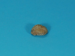 Brachiopod Fossil: Spirifer 