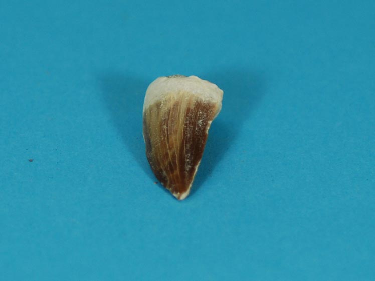 Mosasaur Fossil Tooth: Platecarpus 