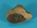 Nautiloid Fossil: Orthoceras - 1021-06 (Y2IC09)