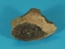 Nautiloid Fossil: Orthoceras - 1021-06 (Y2I)