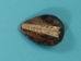Nautiloid Fossil: Orthoceras - 1021-06 (Y2IC09)