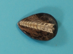 Nautiloid Fossil: Orthoceras 