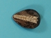 Nautiloid Fossil: Orthoceras - 1021-06 (Y2I)
