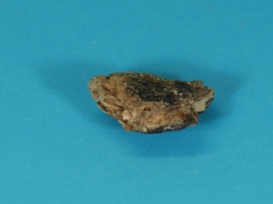 Petrified Wood 