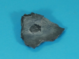 Trilobite Fossil: Elrathia kingi 